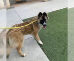 Small #2 Mutt
