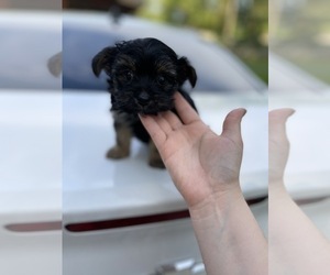 Chorkie Puppy for sale in FAIRLAND, IN, USA