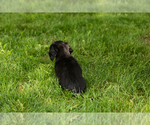 Small #5 Dachshund