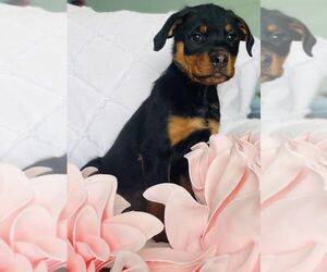 Rottweiler Puppy for sale in CINCINNATI, OH, USA