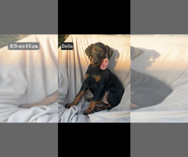 Medium Photo #8 Doberman Pinscher Puppy For Sale in POMEROY, OH, USA