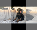 Small #7 Doberman Pinscher