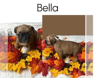 Medium French Bulldog