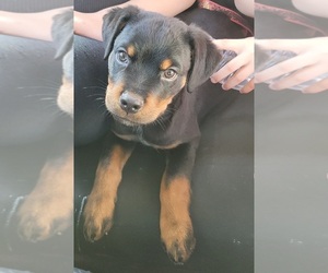 Rottweiler Puppy for sale in MENIFEE, CA, USA