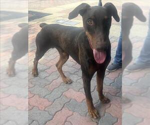 Doberman Pinscher Dogs for adoption in Rancho Cucamonga, CA, USA