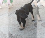 Small #6 Labrador Retriever Mix