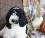 Small Photo #1 Poodle (Standard) Puppy For Sale in ARKADELPHIA, AR, USA