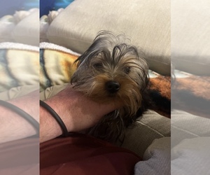 Yorkshire Terrier Puppy for sale in WILLIS, TX, USA