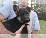 Small Photo #3 German Shepherd Dog Puppy For Sale in PLYMOUTH, NH, USA