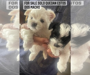Morkie Puppy for sale in HIALEAH, FL, USA
