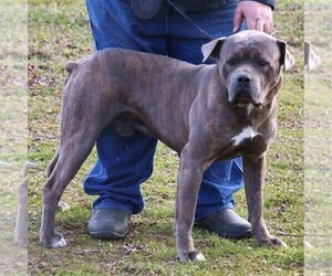 Father of the Cane Corso puppies born on 04/19/2020