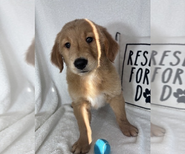 Medium Photo #2 Golden Retriever Puppy For Sale in GREENFIELD, IN, USA