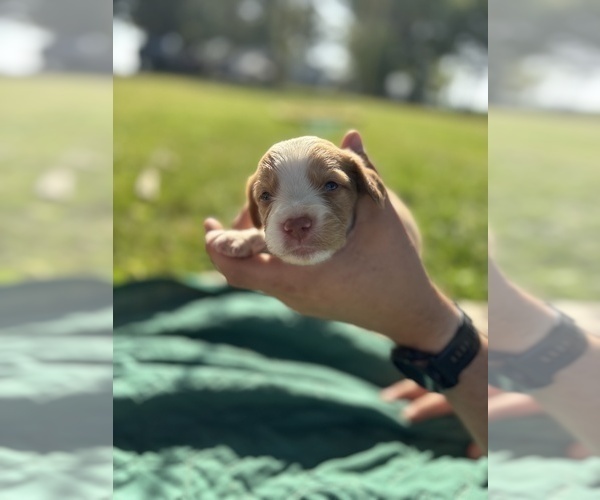 Medium Photo #21 Brittany Puppy For Sale in FISHER, IL, USA