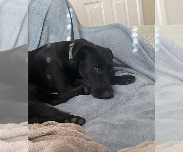 Medium Photo #4 Labrador Retriever-Unknown Mix Puppy For Sale in San Diego, CA, USA