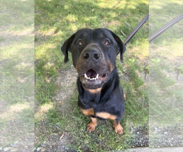 Medium Photo #6 Rottweiler-Unknown Mix Puppy For Sale in Westwood, NJ, USA