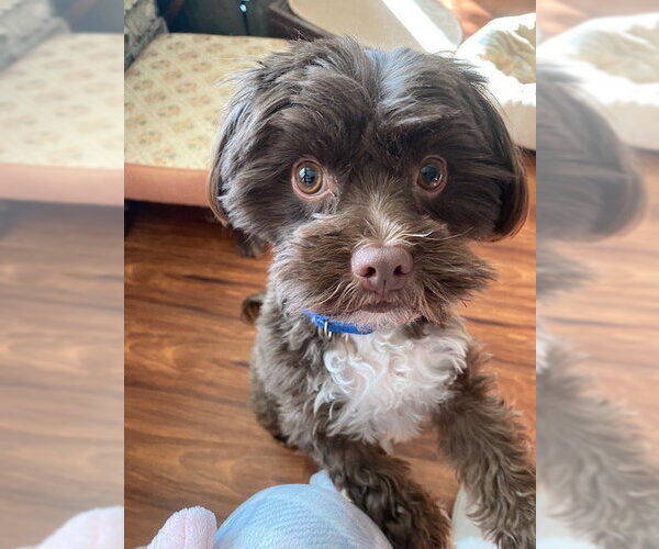 Medium Photo #2 Havanese-Unknown Mix Puppy For Sale in Brooklyn Center, MN, USA