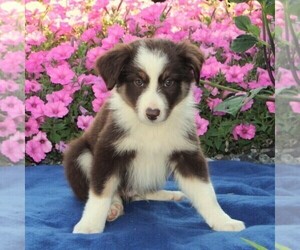 Miniature Australian Shepherd Puppy for sale in STRASBURG, PA, USA