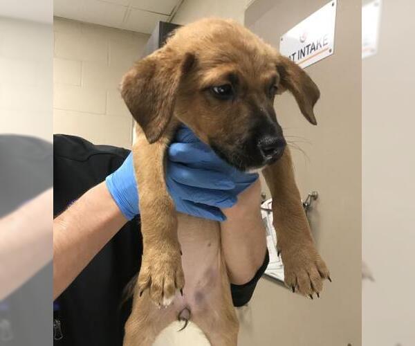 Medium Photo #1 German Shepherd Dog-Unknown Mix Puppy For Sale in Conroe, TX, USA