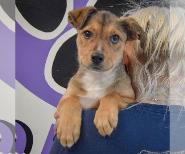 Medium Photo #5 Collie-German Shepherd Dog Mix Puppy For Sale in Huntley, IL, USA