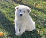 Puppy Puppy 2 American Eskimo Dog (Toy)-Border-Aussie Mix