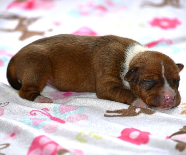 Medium Photo #14 Rat Terrier Puppy For Sale in PETERSBURG, PA, USA