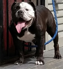 English Bulldogge Puppy for sale in HOUSTON, TX, USA
