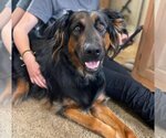 Small #3 German Shepherd Dog Mix
