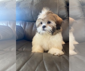 Shih Tzu Puppy for sale in BLOOMFIELD, IN, USA