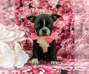 Boston Terrier Puppy for sale in NARVON, PA, USA