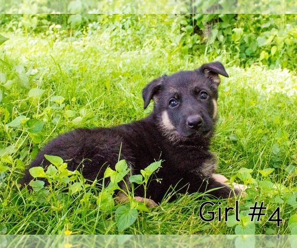 Medium Photo #2 German Shepherd Dog Puppy For Sale in LAKEVILLE, OH, USA