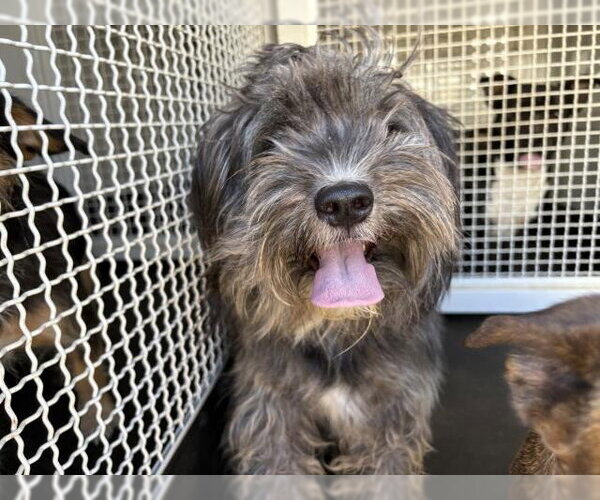 Medium Photo #1 Mutt Puppy For Sale in Riverside, CA, USA