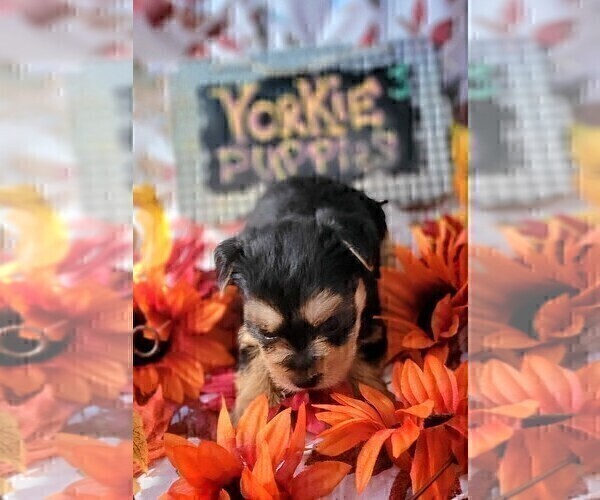 Medium Photo #4 Yorkshire Terrier Puppy For Sale in AKRON, OH, USA