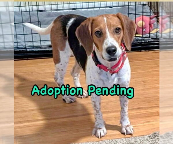 Medium Photo #1 Beagle Puppy For Sale in Dunnellon, FL, USA