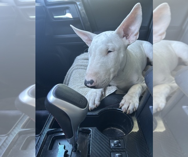 Medium Photo #6 Bull Terrier Puppy For Sale in LAND O LAKES, FL, USA