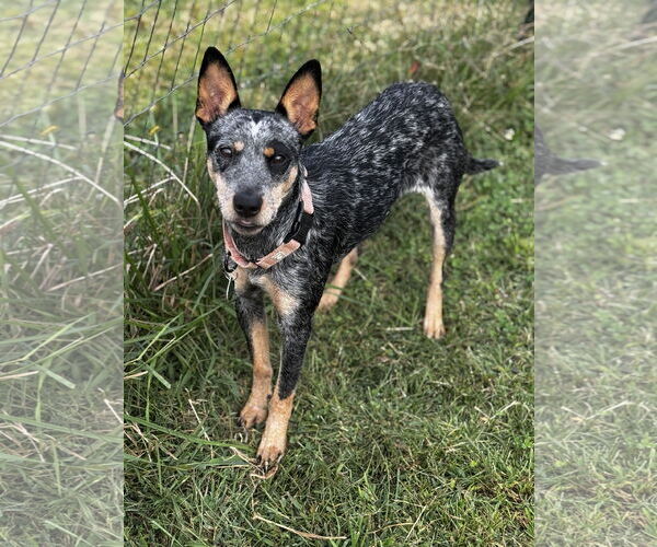Medium Photo #7 Mutt Puppy For Sale in Garden City, NY, USA
