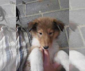 Collie Puppy for sale in SANTA ANA, CA, USA