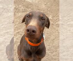 Small #8 Doberman Pinscher