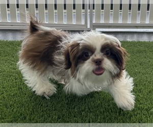Shih Tzu Puppy for sale in LOUISVILLE, KY, USA