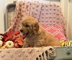 Sadie - Female Golden Retriever Puppy for Sale - Photo #4