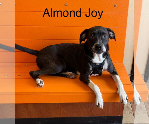 Medium Photo #2 Boston Terrier-Unknown Mix Puppy For Sale in Topeka, KS, USA