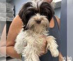 Small #1 Shih Tzu Mix