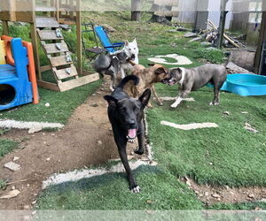 Mavi Lizman - Female Mutt Dog for Adoption - Photo #25