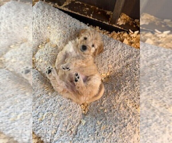 Medium Photo #5 Goldendoodle Puppy For Sale in MERCED, CA, USA