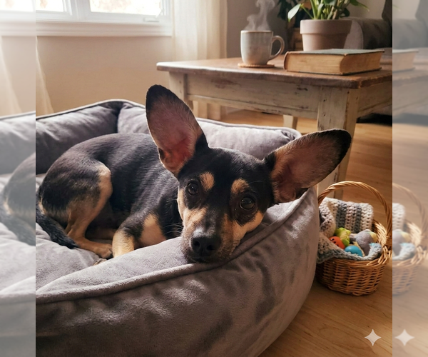 Medium Photo #1 Chihuahua Puppy For Sale in Vail, AZ, USA