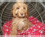 Puppy 3 Cock-A-Poo