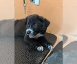 Small #3 Labrador Retriever