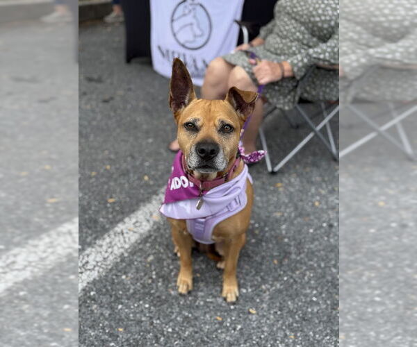 Medium Photo #5 American Staffordshire Terrier-Unknown Mix Puppy For Sale in Shermans Dale, PA, USA