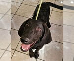 Small #2 Labrador Retriever Mix