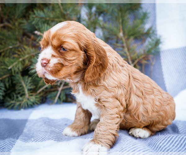 Medium Photo #5 Cocker Spaniel Puppy For Sale in WAKARUSA, IN, USA