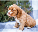 Small #4 Cocker Spaniel